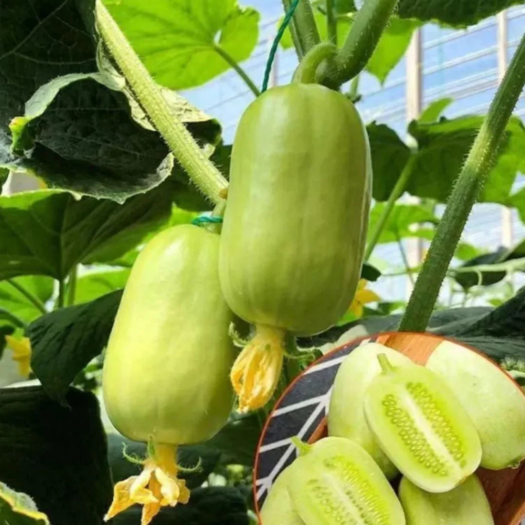Cucumber Golden Boy Lady Cucumber Seeds Pack of 1 300 Gram - Hariyali Hub