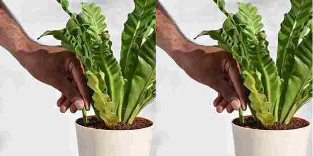 Plant Grow Fertilizer Sticks For Plants Pack of 25 Sticks - Hariyali Hub