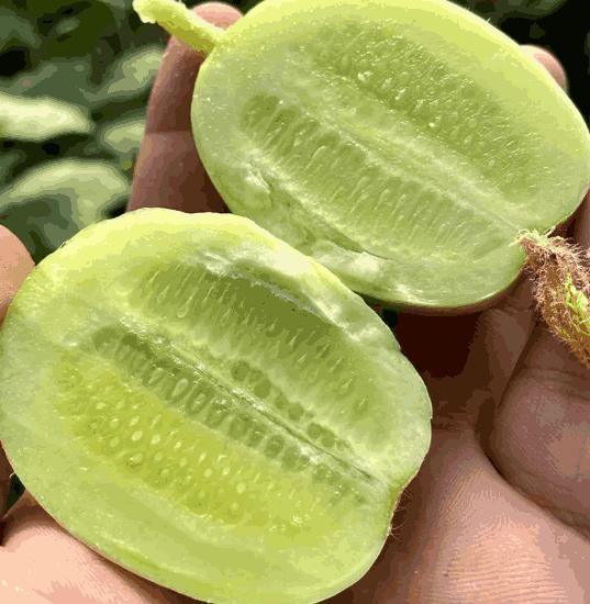Cucumber Golden Boy Lady Cucumber Seeds Pack of 1 300 Gram - Hariyali Hub