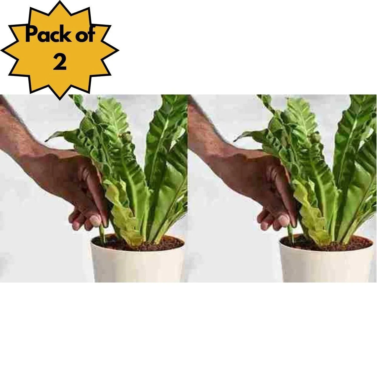 Plant Grow Fertilizer Sticks For Plants Pack of 50 Sticks in 2 and 4 Count - Hariyali Hub
