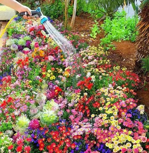 Buy Varieties of Flower Seeds Pack of 100 with Free Plant Growth Supplement - Hariyali Hub