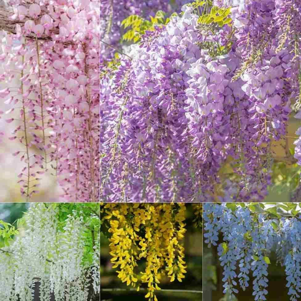 The Garden's Cascading Beauty All Year Round Seeds Pack of 1 100 Gram - Hariyali Hub