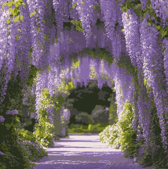 The Garden's Cascading Beauty All Year Round Seeds Pack of 1 100 Gram - Hariyali Hub