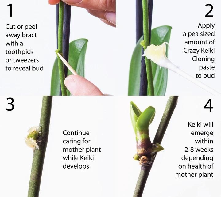 Crazy Keiki Plant Cloning Paste 7ml - Hariyali Hub