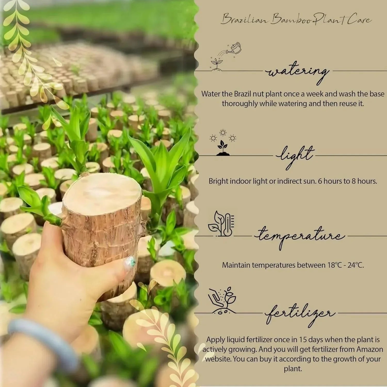 Brazilian Lucky Wood Mini Home Plant Decoration Indoor Air Purifier - Hariyali Hub