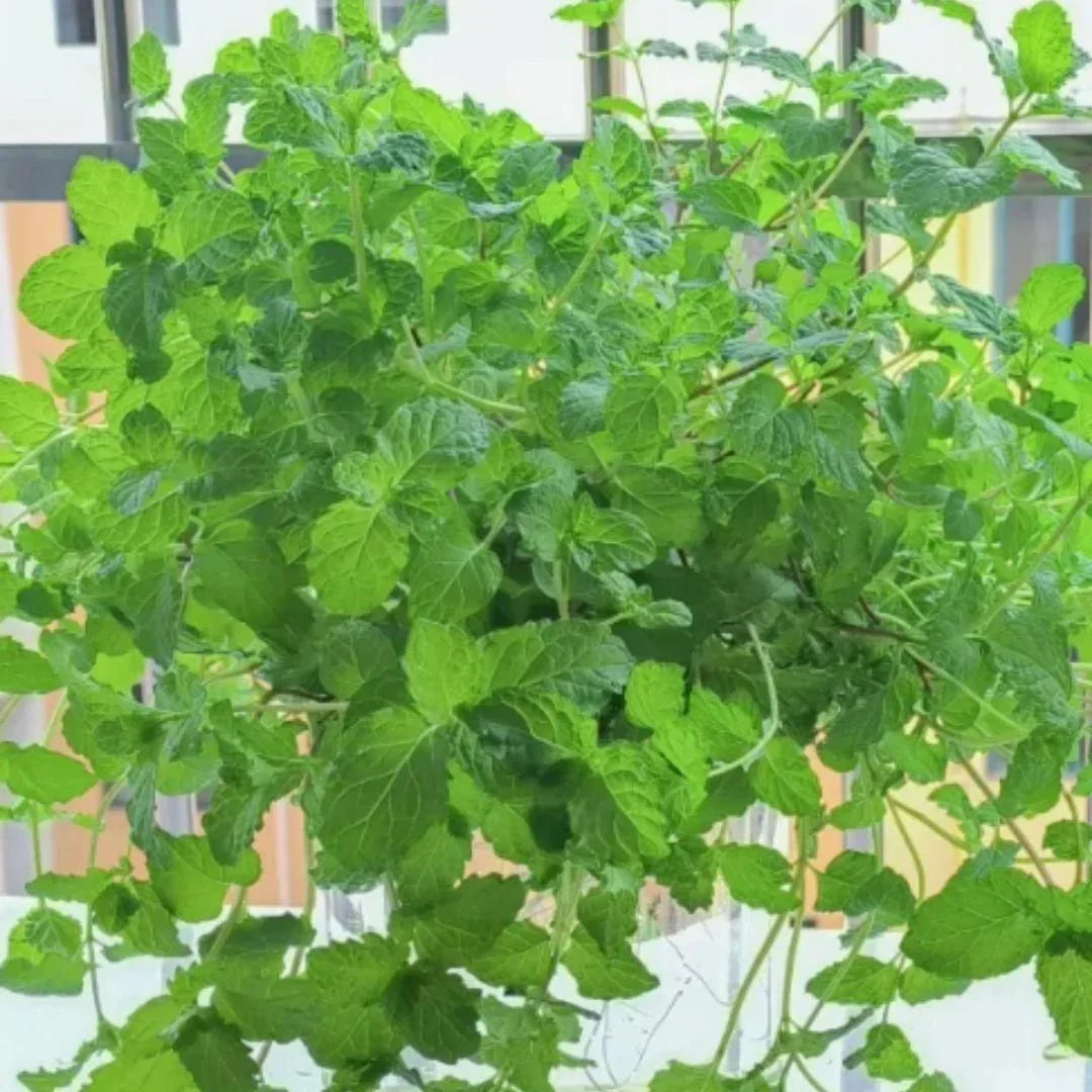 The Latest Ornamental And Edible Mint Varieties Seeds Pack Of 1 100 Gram - Hariyali Hub