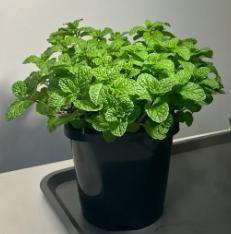 The Latest Ornamental And Edible Mint Varieties Seeds Pack Of 1 100 Gram - Hariyali Hub