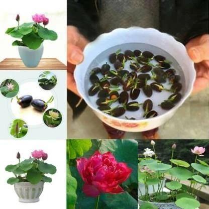 Premium Flower Seeds with Crystal Plating Agent 400 Grams Liquid 17 x 9 x 8 cm - Hariyali Hub