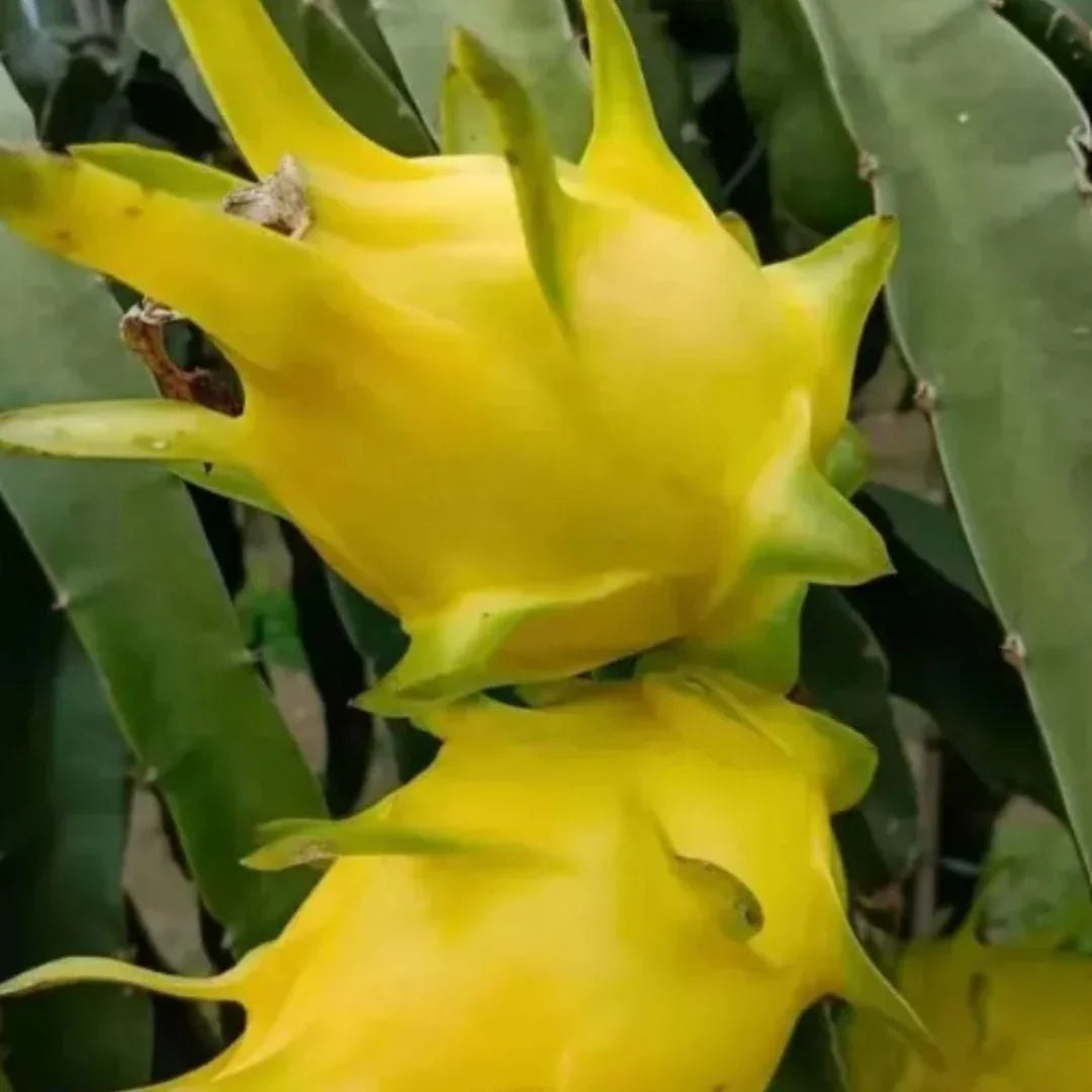Multi Colored Dragon Fruit Seeds Pack of 1 100 Gram - Hariyali Hub