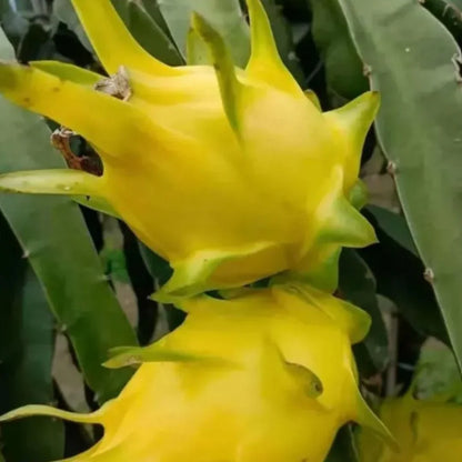 Multi Colored Dragon Fruit Seeds Pack of 1 100 Gram - Hariyali Hub