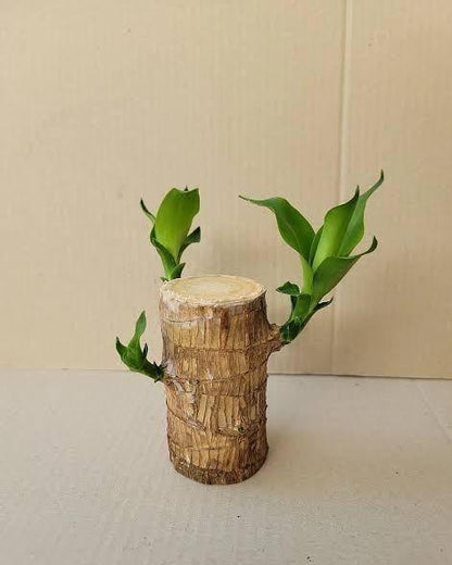 Brazilian Lucky Wood Mini Home Plant Decoration Indoor Air Purifier - Hariyali Hub
