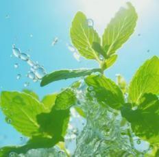 The Latest Ornamental And Edible Mint Varieties Seeds Pack Of 1 100 Gram - Hariyali Hub