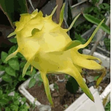 Multi Colored Dragon Fruit Seeds Pack of 1 100 Gram - Hariyali Hub