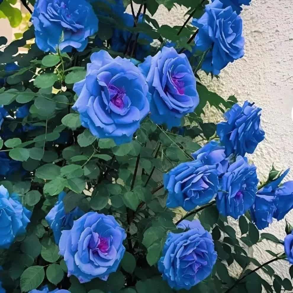 Blue Climbing Rose Seeds Pack of 1 Ideal for Fences Pillars and Garden Structures - Hariyali Hub