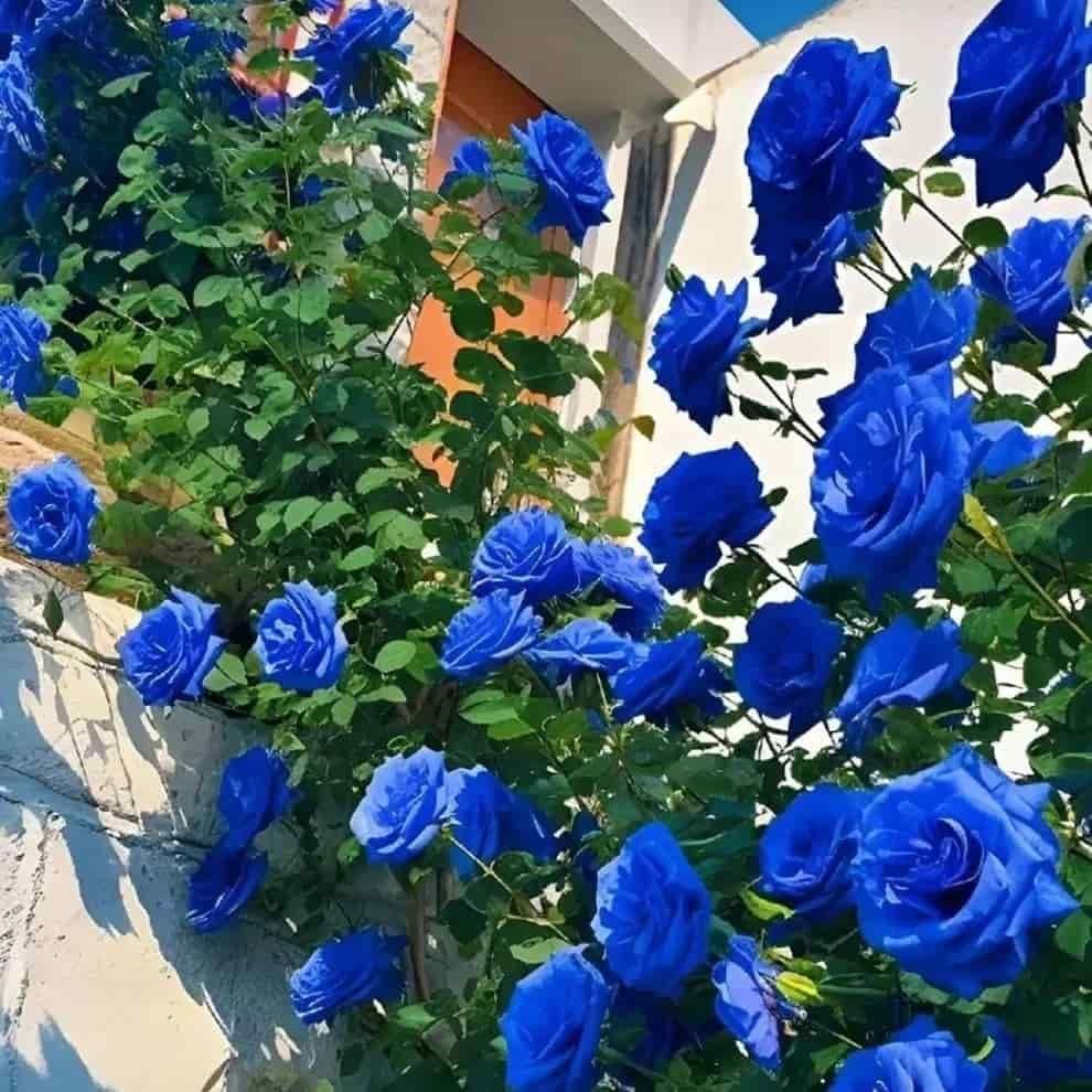 Blue Climbing Rose Seeds Pack of 1 Ideal for Fences Pillars and Garden Structures - Hariyali Hub
