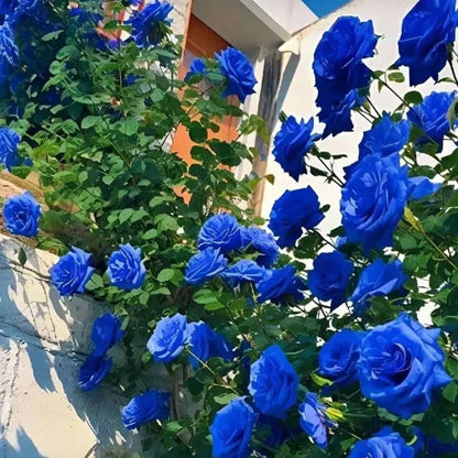 Blue Climbing Rose Seeds Pack of 1 Ideal for Fences Pillars and Garden Structures - Hariyali Hub