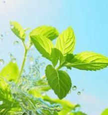 The Latest Ornamental And Edible Mint Varieties Seeds Pack Of 1 100 Gram - Hariyali Hub