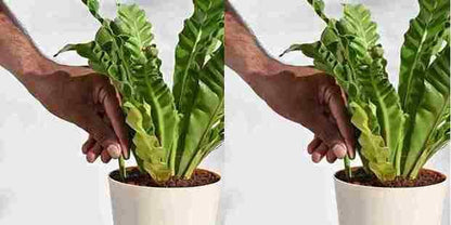 Plant Grow Fertilizer Sticks For Plants Pack of 25 Sticks - Hariyali Hub