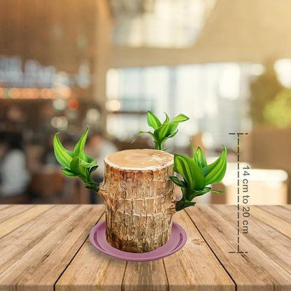 Brazilian Lucky Wood Mini Home Plant Decoration Indoor Air Purifier - Hariyali Hub