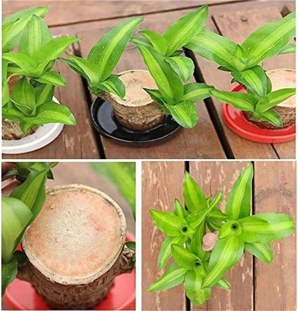 Brazilian Lucky Wood Mini Home Plant Decoration Indoor Air Purifier - Hariyali Hub