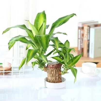 Brazilian Lucky Wood Mini Home Plant Decoration Indoor Air Purifier - Hariyali Hub
