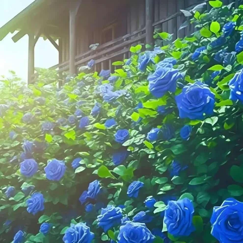 Blue Climbing Rose Seeds Pack of 1 Ideal for Fences Pillars and Garden Structures - Hariyali Hub