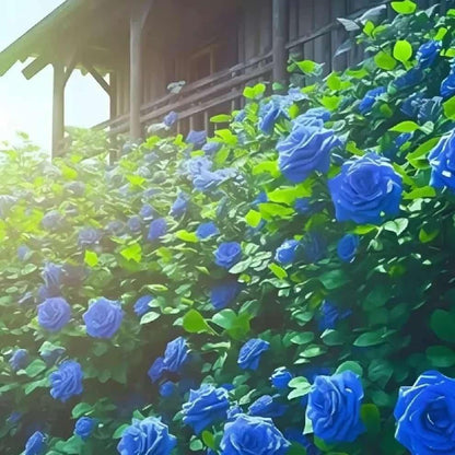 Blue Climbing Rose Seeds Pack of 1 Ideal for Fences Pillars and Garden Structures - Hariyali Hub
