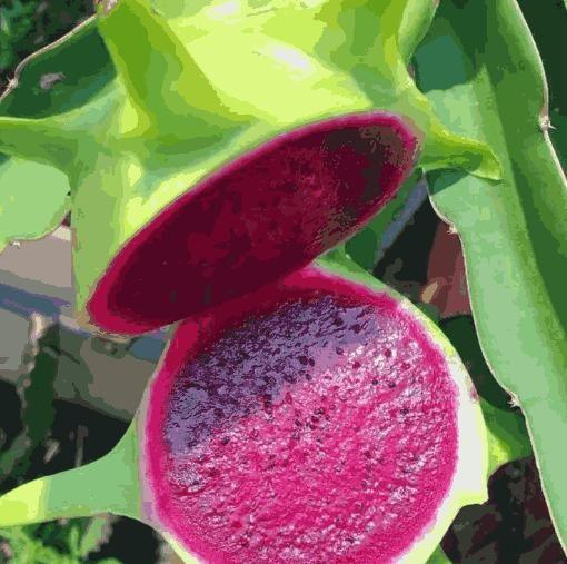 Multi Colored Dragon Fruit Seeds Pack of 1 100 Gram - Hariyali Hub
