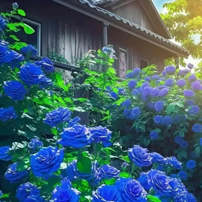 Blue Climbing Rose Seeds Pack of 1 Ideal for Fences Pillars and Garden Structures - Hariyali Hub