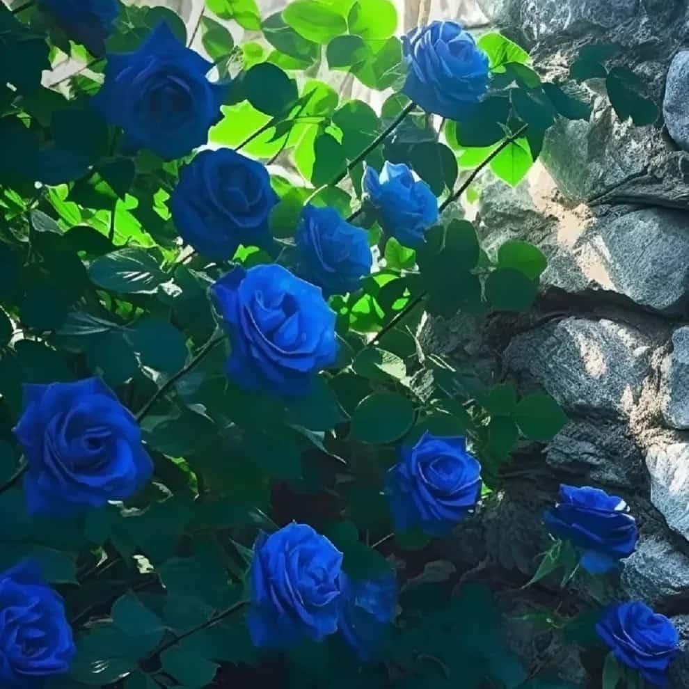 Blue Climbing Rose Seeds Pack of 1 Ideal for Fences Pillars and Garden Structures - Hariyali Hub